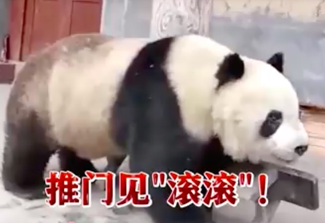 野生大熊貓?jiān)陉兾鞣鹌恨r(nóng)家門口遛彎 村民：常客啦~