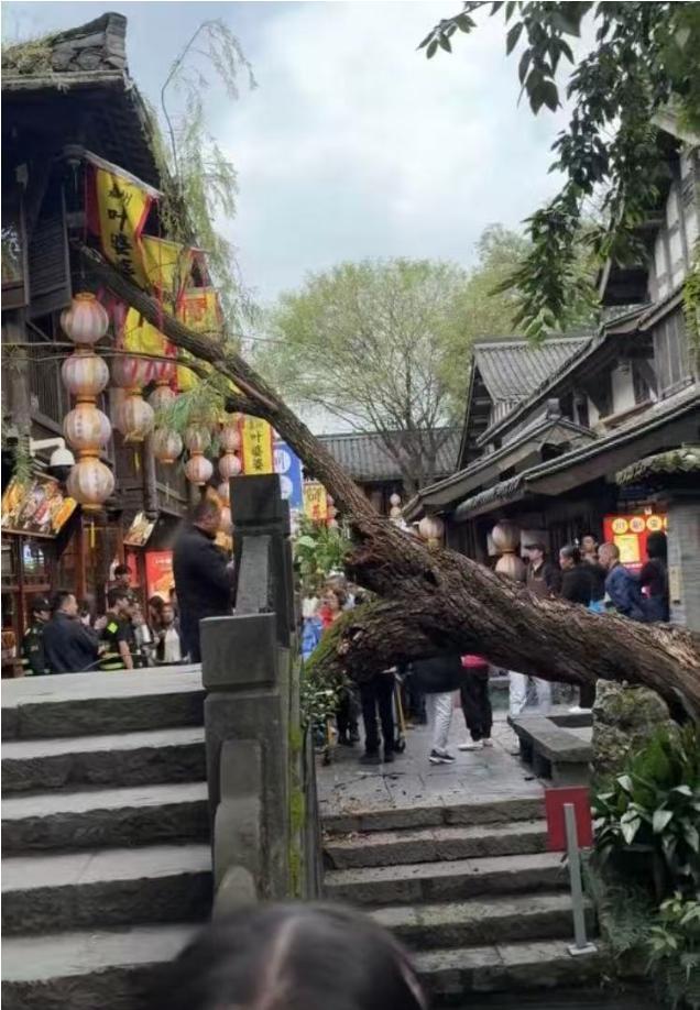 成都一景区古柳突倾倒 两游客被砸伤