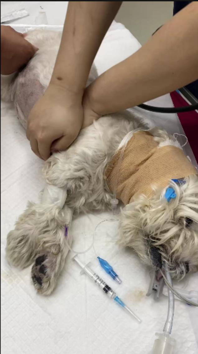 男子毒死9條寵物狗一審宣判 投毒者認(rèn)罪認(rèn)罰