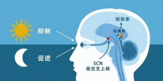 10点睡 vs 11点睡，1小时差距有多大？你绝对想不到！