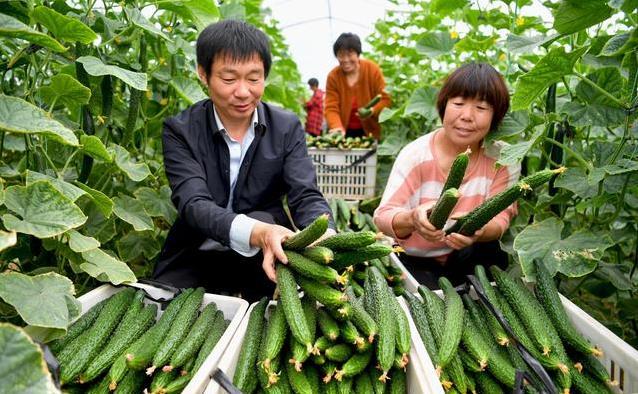 黄瓜没你想的简单！每天吃几根，身体4大变化让人吃惊！