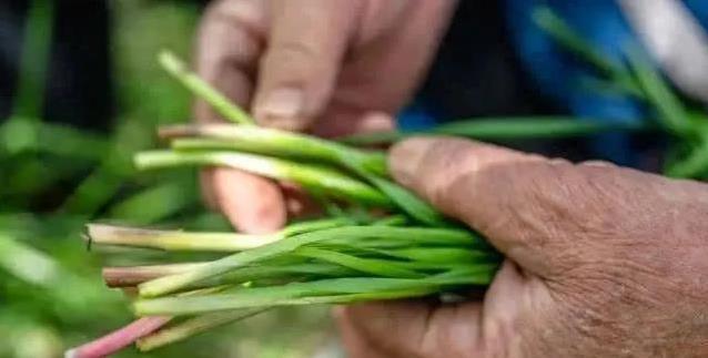 紫根韭菜香翻天，白根甜脆咋选？菜农揭秘真相！