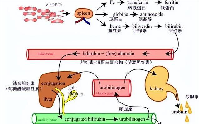 眼白发黄藏大病？5种异常信号，千万别不当回事！