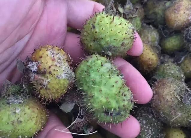 伏天脾虚没精神？3种小果子补气血，哪个最好吃？