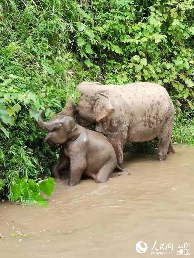 大象帮助小象过河。云南省森林消防总队供图