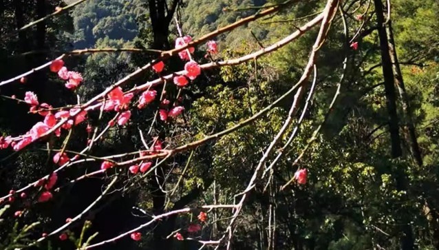 赵树丛：永平四“香”，飘洒四方