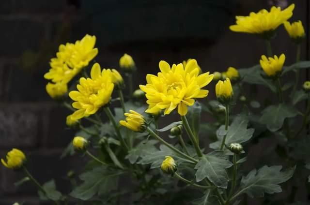 百年一遇“晚重阳”上线！这些玄机你知道吗？