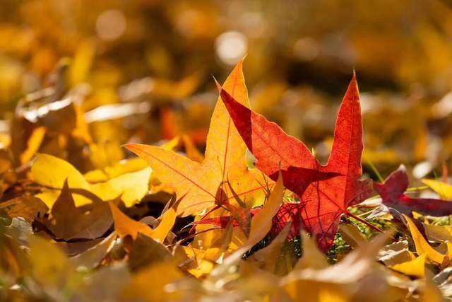 百年一遇“晚重阳”上线！这些玄机你知道吗？