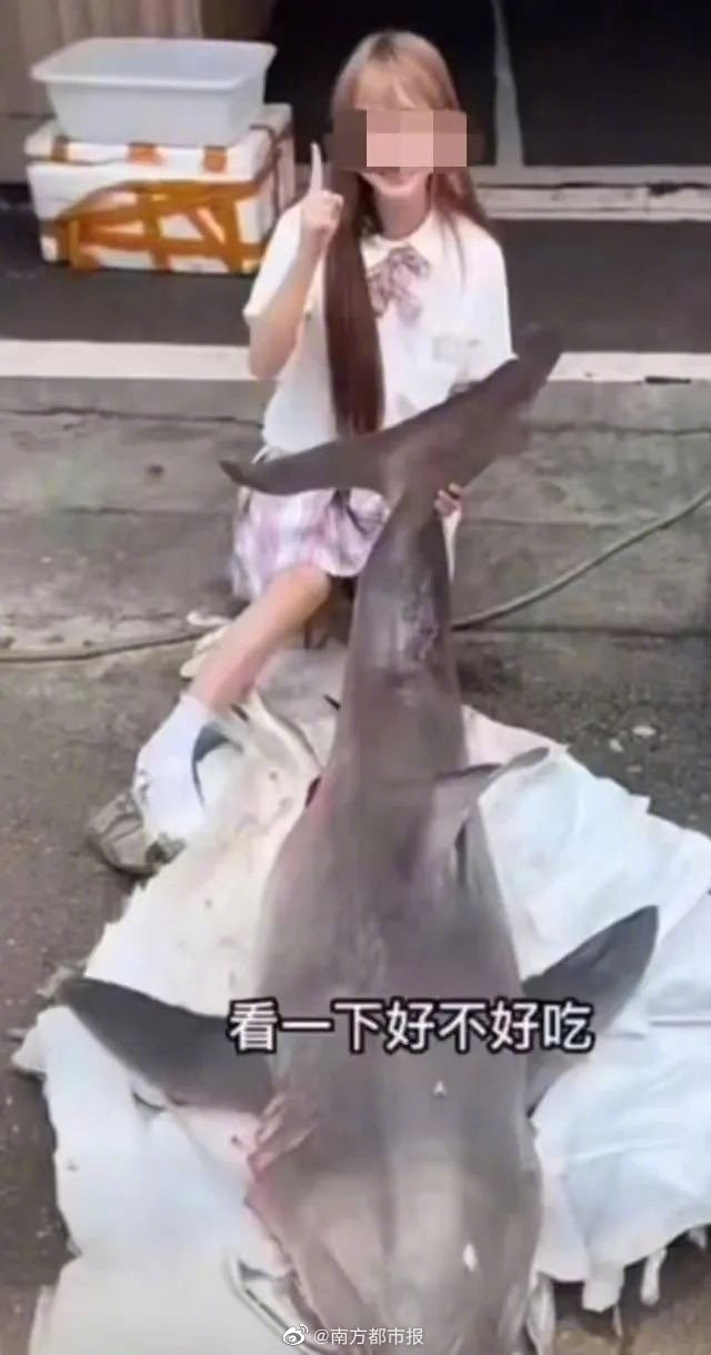 网红烹食大白鲨后续 对犯罪嫌疑人决定批准逮捕