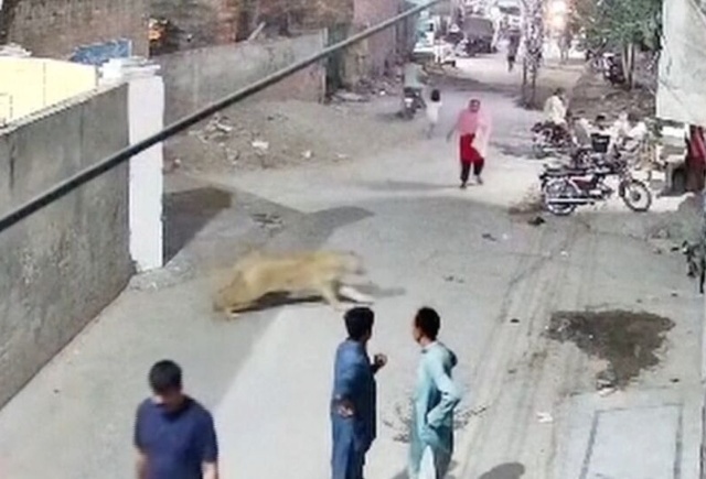 狮子逃逸袭击事件致一人受伤 巴基斯坦严惩违规饲养猛兽