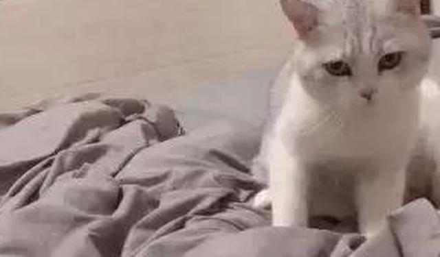 杭州女子：洗澡后猫对我做出埋屎动作 猫咪的特殊表达方式