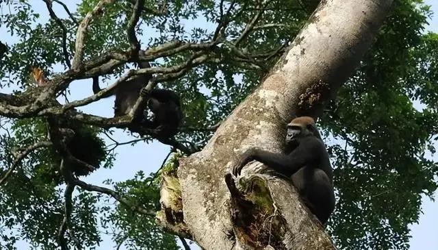 黑猩猩首次被发现吃掉大猩猩，科学家：我们人类或是“罪魁祸首”