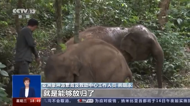 先后救助大象20余次！云南保护大象由来已久