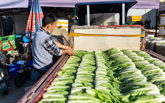 摆放整齐的小白菜。近期小白菜、菠菜等叶类蔬菜价格上涨明显。新京报记者 郑新洽 摄