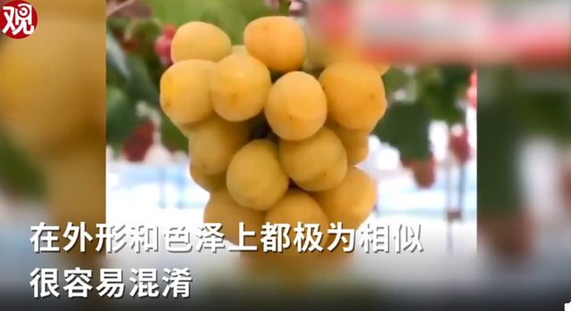 韩国果农偷日本葡萄品种后诡辩：日本也偷走韩国很多品种