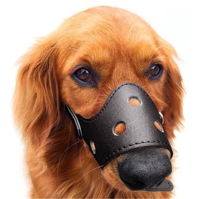 最严遛狗令限时凌晨还要给狗戴口罩 是否执法过度？