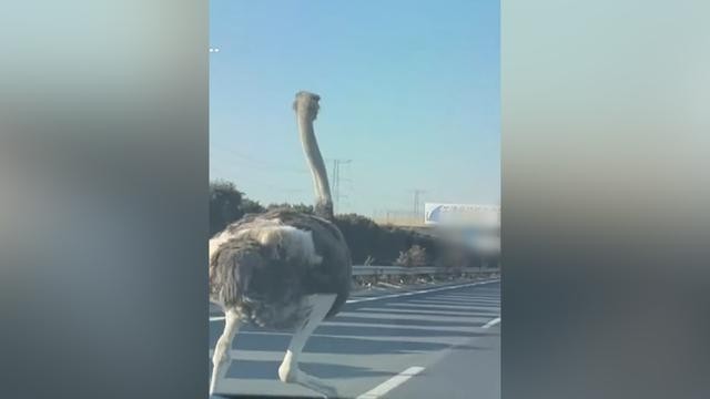 天津高速鸵鸟奔跑车辆纷纷避让