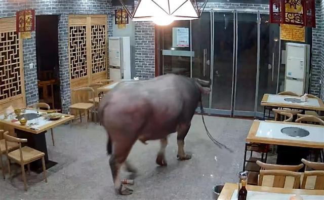 待宰水牛发狂冲进餐馆顶飞男子 现场画面曝光