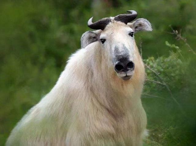 罕见六不像生物被困工厂身份曝光秦岭四宝之羚牛