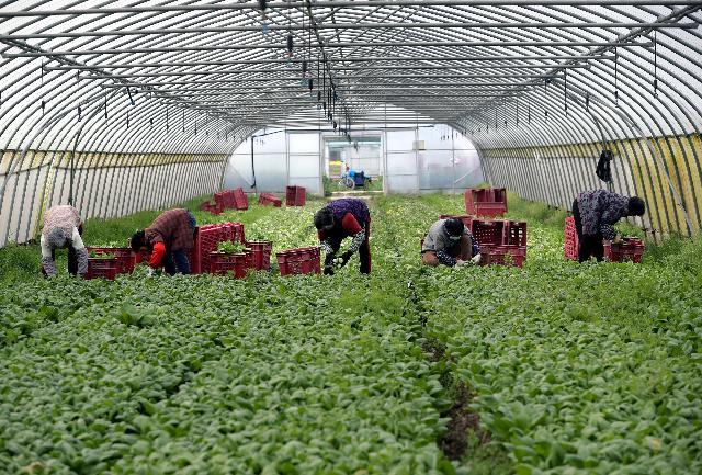 上海有蔬菜烂地里卖不掉?官方回应:该地现为封控区