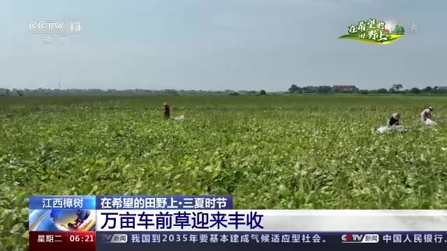 在希望的田野上·三夏时节丨多地小麦喜获丰收 多措并举确保颗粒归仓