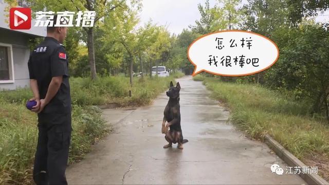 “莱德”好样的！江苏1岁半警犬搜寻救回2岁男孩