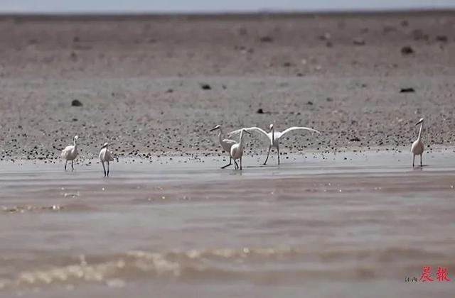 鄱阳湖空前干旱 候鸟过冬成大考 水泵抽水“造”湖面