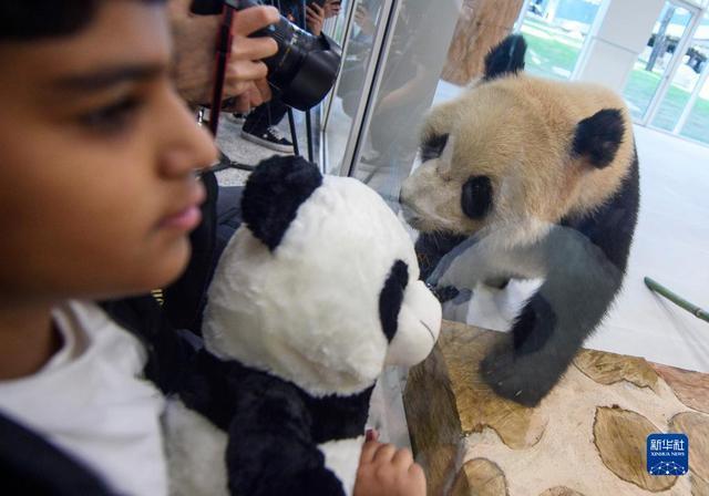 京京四海住进卡塔尔豪华熊猫馆，两只大熊猫将在卡塔尔居住15年