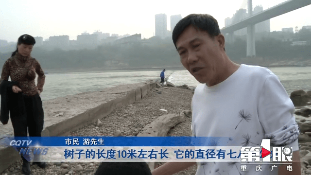 重庆嘉陵江惊现巨大阴沉木：已被人盯上