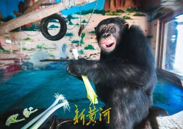 山东黑猩猩一天一棵大葱三四瓣蒜 园方：预防感冒