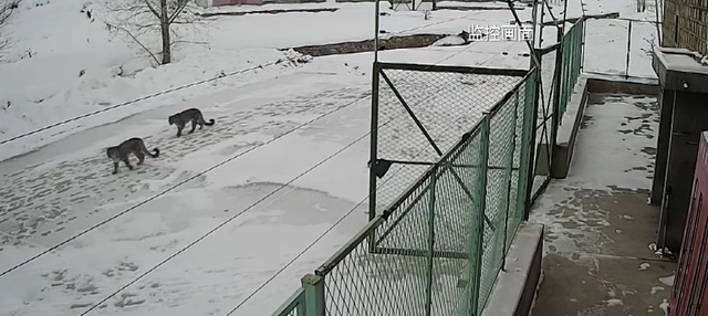 2只雪豹偷鸡:一只踩点一只放哨 大雪封山觅食困难