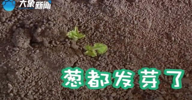 男子新房未入住被邻居种大葱堆垃圾 辩称没地方放