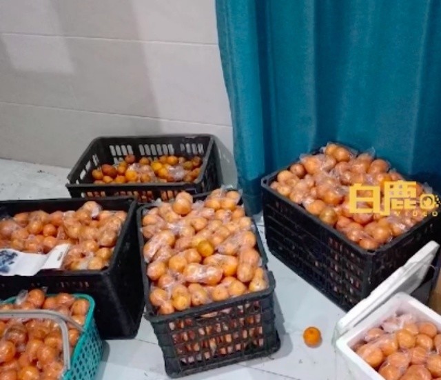 感动！妈妈买900斤橘子等女儿回家过年，包了一个果园吃不完还可以分发