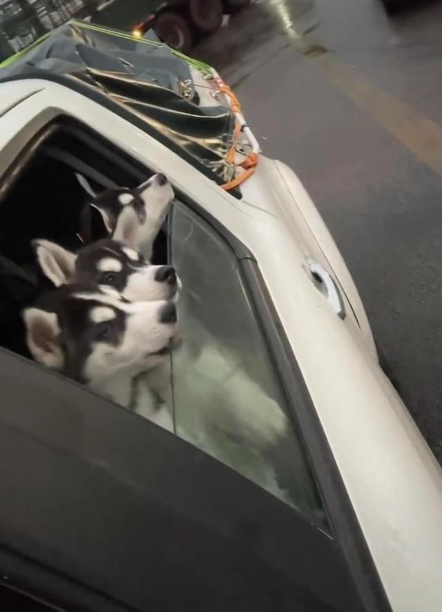 女子打包17只哈士奇回老家过年 网友：趁着天冷，带到东北让它们打工吧