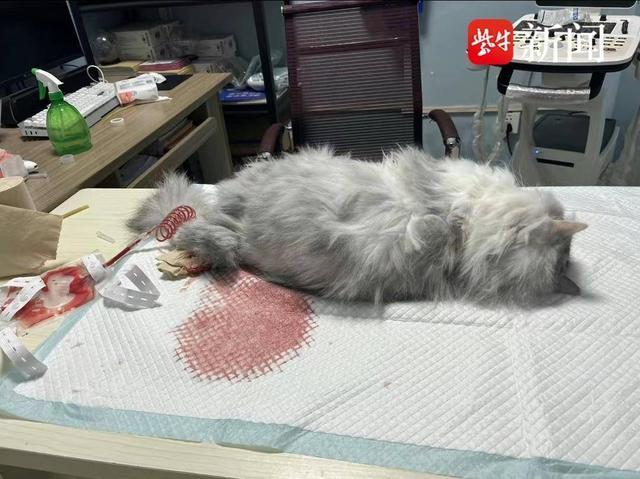 女子称领证次日被家暴 女子老公婚前就虐猫差点掐死它