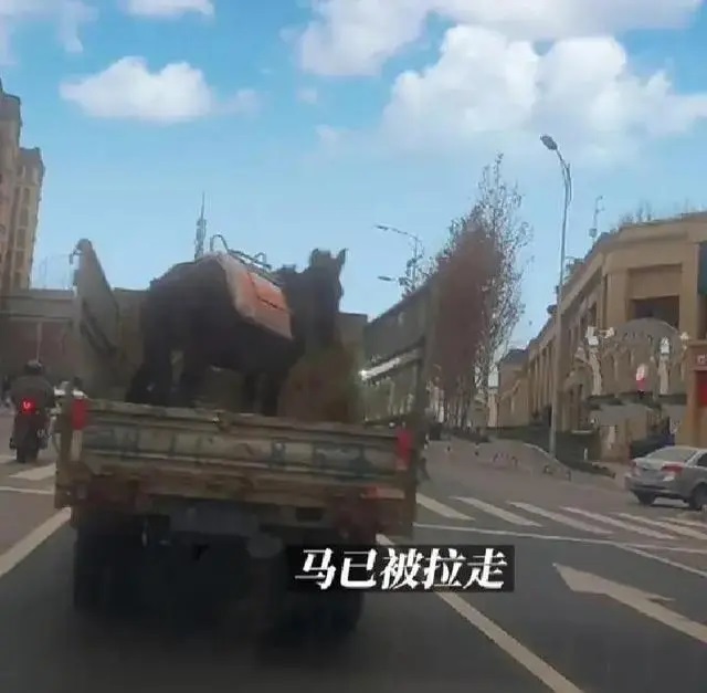 一租客在出租屋内养马 房东：当时租客是说过要养宠物 想破天也没想到会是马
