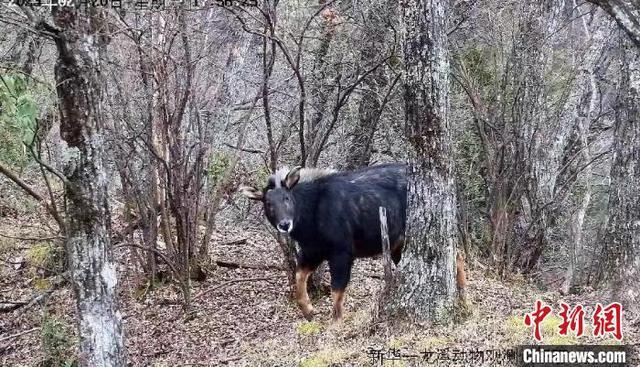 罕见“四不像”中华鬣羚被拍到 附清晰影像，快来围观
