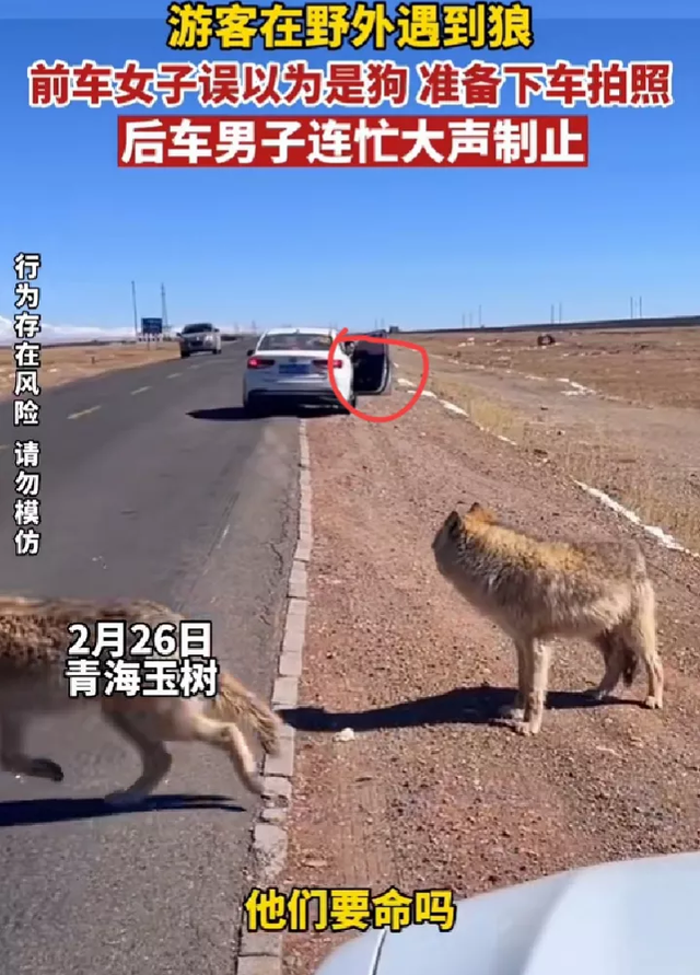 自驾误把狼当狗下车拍照，后车大喊：你这是对狼的不尊重 快点坐上车