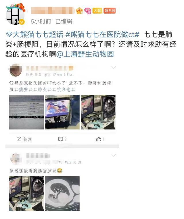 熊猫七七因肠梗阻送医  已会诊决定对“七七”实施手术