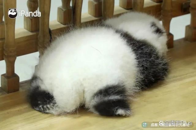 大熊猫和花和叶已被认养 “果赖”也是财阀千金跟公主啊