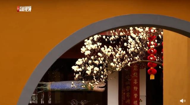 杭州法喜寺500岁玉兰盛放 花期只有10天 抓紧观赏
