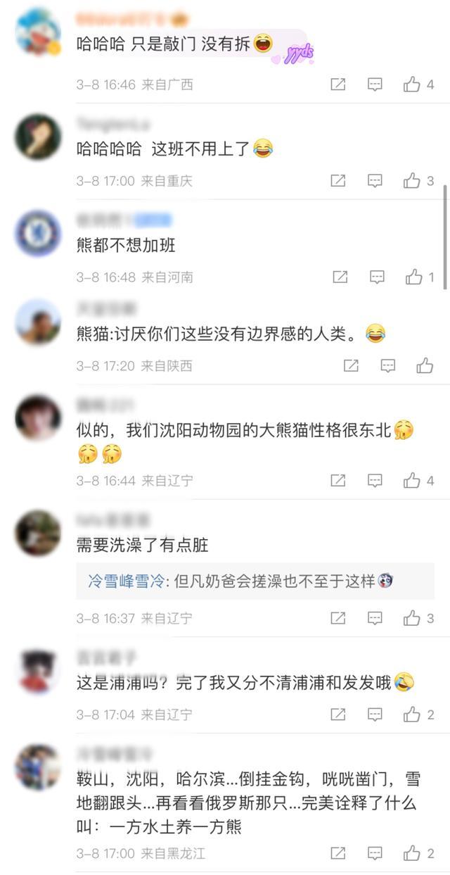 大熊猫着急“下班”狂敲门的样子是我了！好像看到这只熊的背肌了
