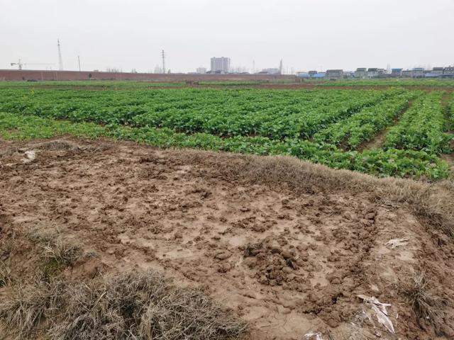 记者再探华容酸菜产业 13万从业者的自救出坑入池