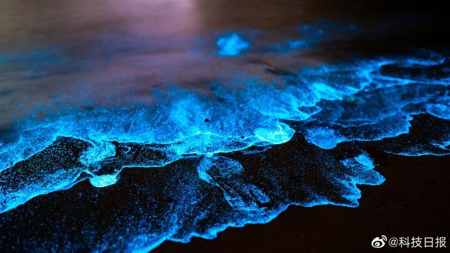 福建平潭惊现蓝眼泪奇观 浪漫至极的“蓝眼泪”是怎样形成的？