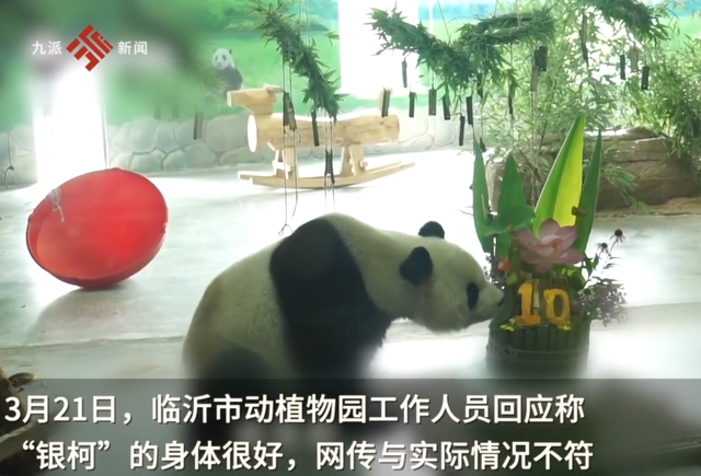 大熊猫银柯消瘦乞食状态堪忧 园方回应：一直养得很好 网上都是黑粉
