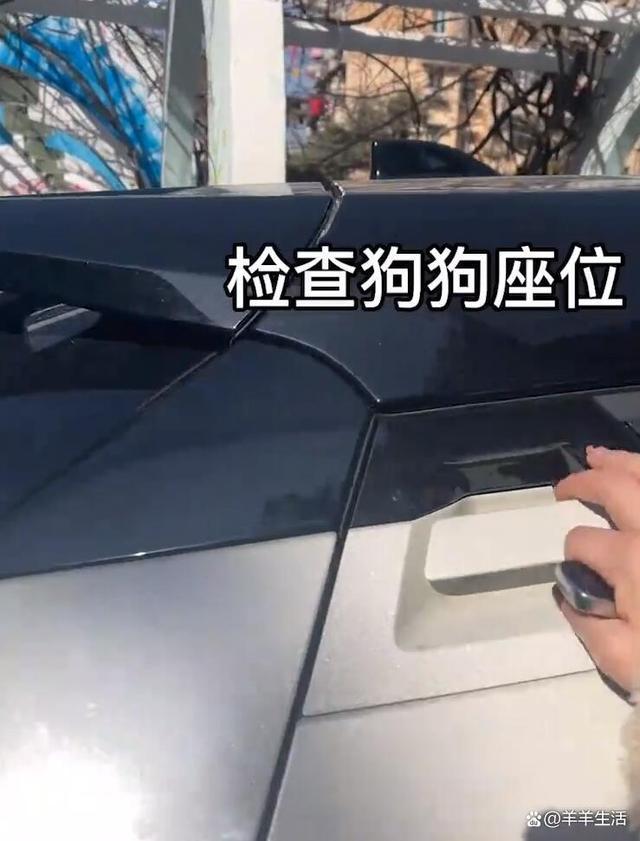 女生周末兼职开“狗狗巴士，一天接五六只狗能赚400 网友大呼理想职业