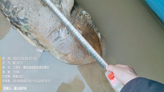 鄱阳湖现死亡江豚 官方回应：内脏腐烂死因难确定