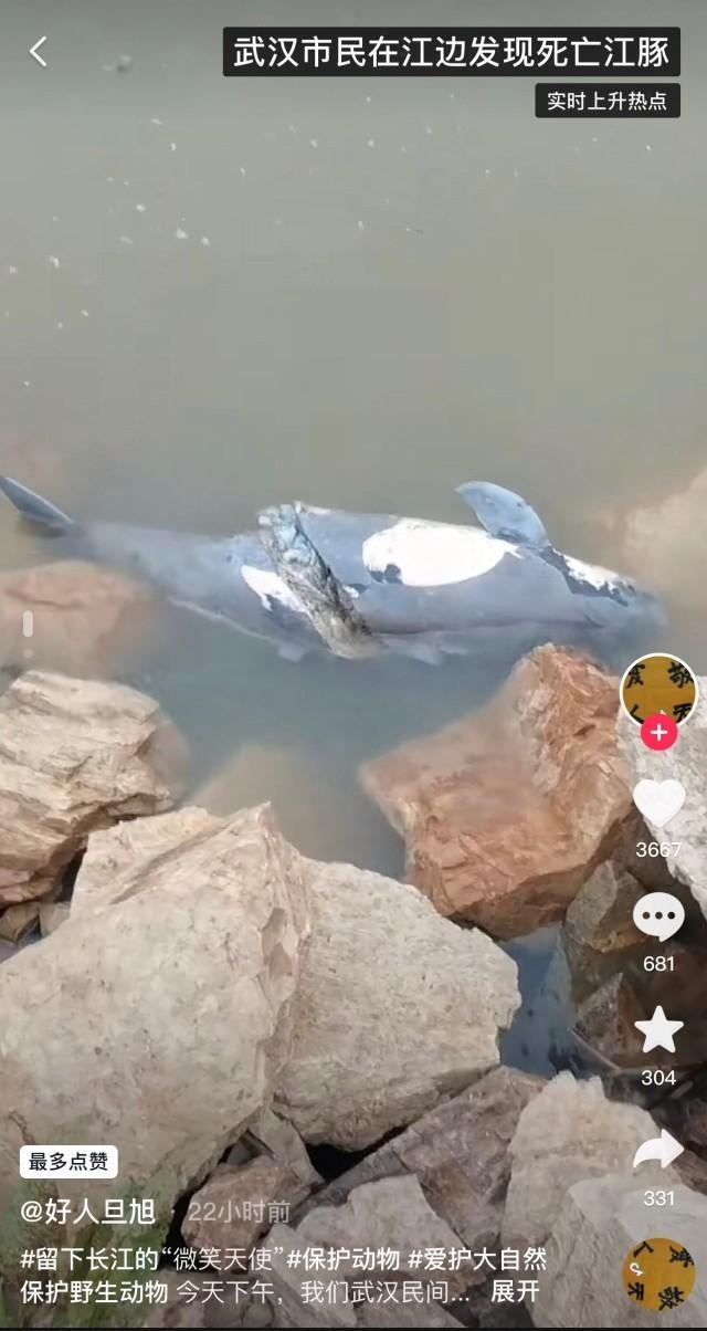 武汉发现一死亡江豚  目前死亡原因尚不明确
