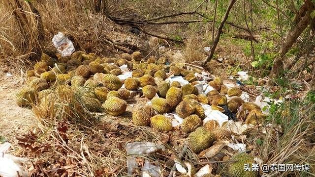 泰国女子发现近百公斤榴莲被扔路边 疑似偷盗弃赃