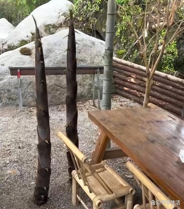 连续的大雨使男子家后院长满春笋 因长势太快木桌被顶起无奈砍掉！真是“笋”到家了！